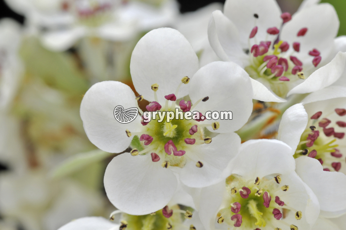 Poirier (Pyrus communis) - Fleurs - gryphea.com